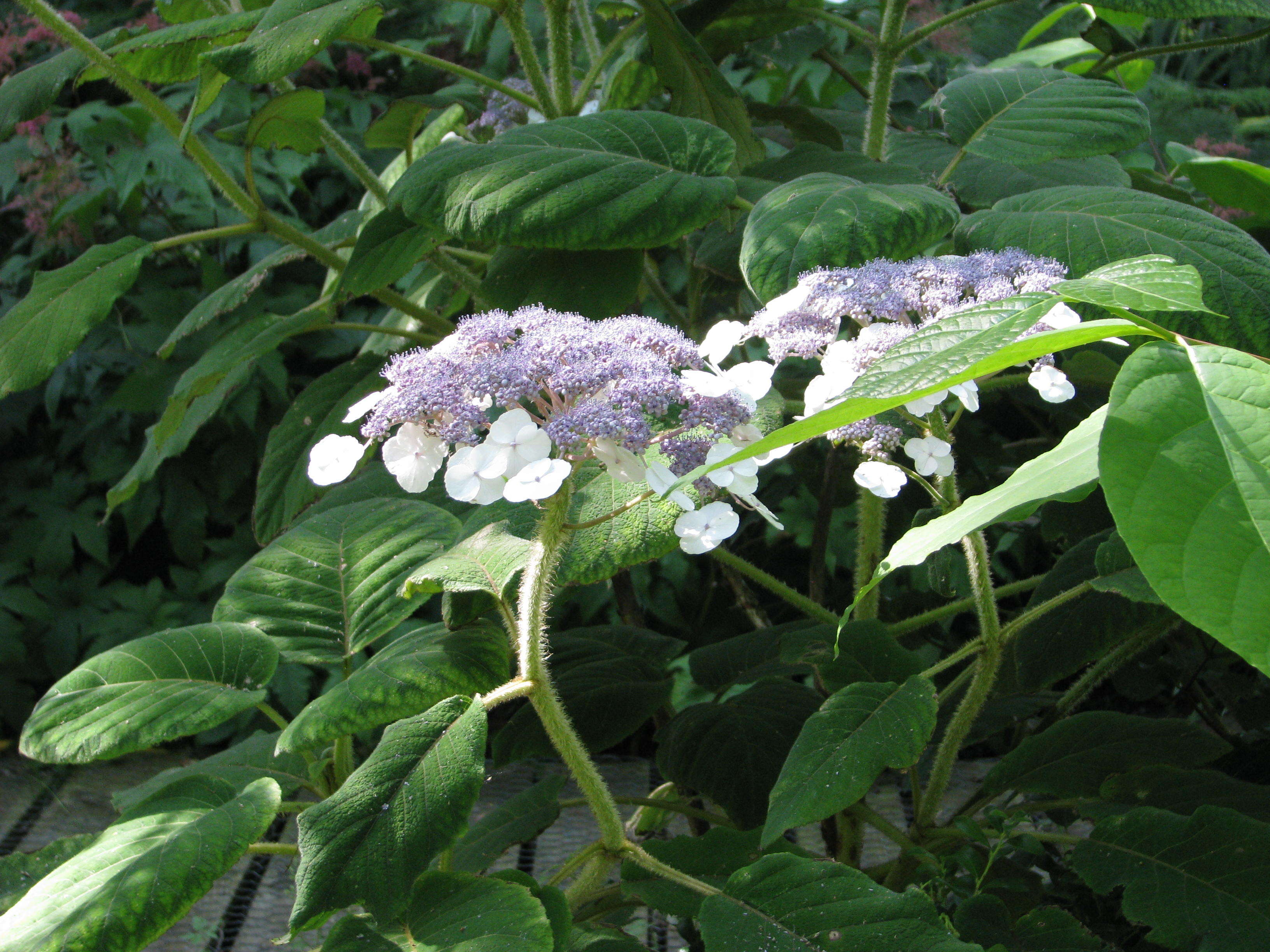 Sivun Hydrangea aspera Buch.-Ham. ex D. Don kuva