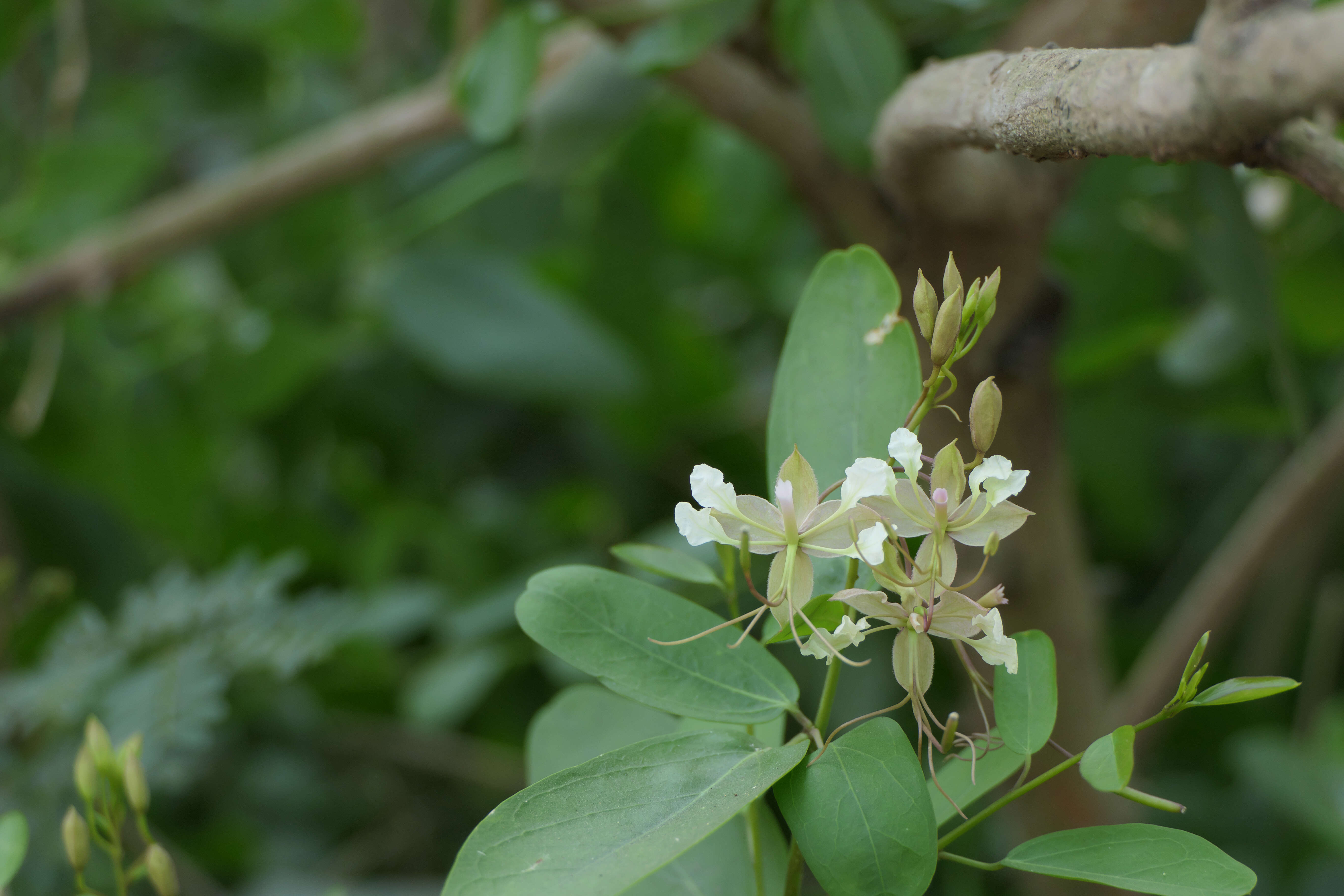 Image of Cadaba fruticosa (L.) Druce