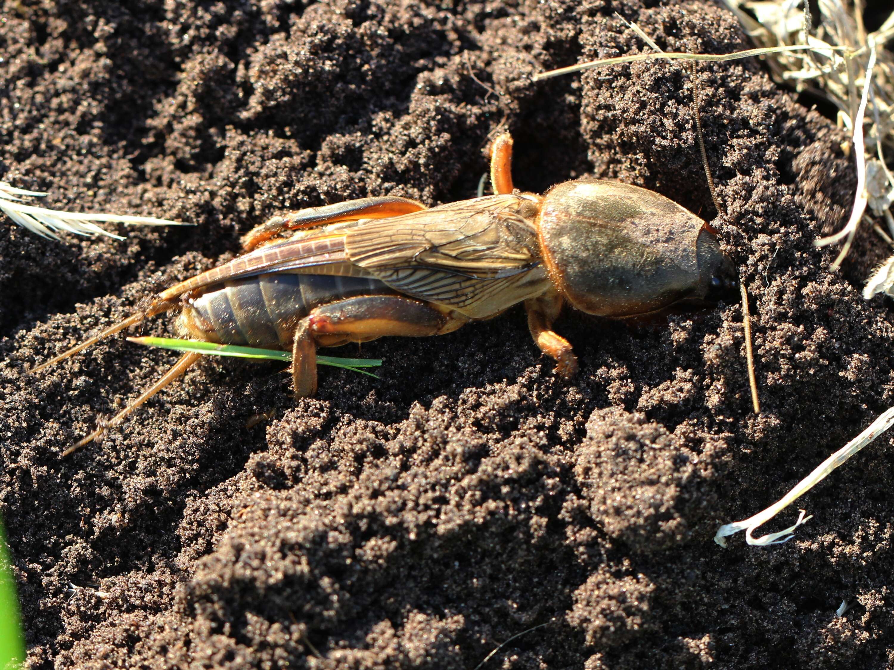 Image of European Mole Cricket