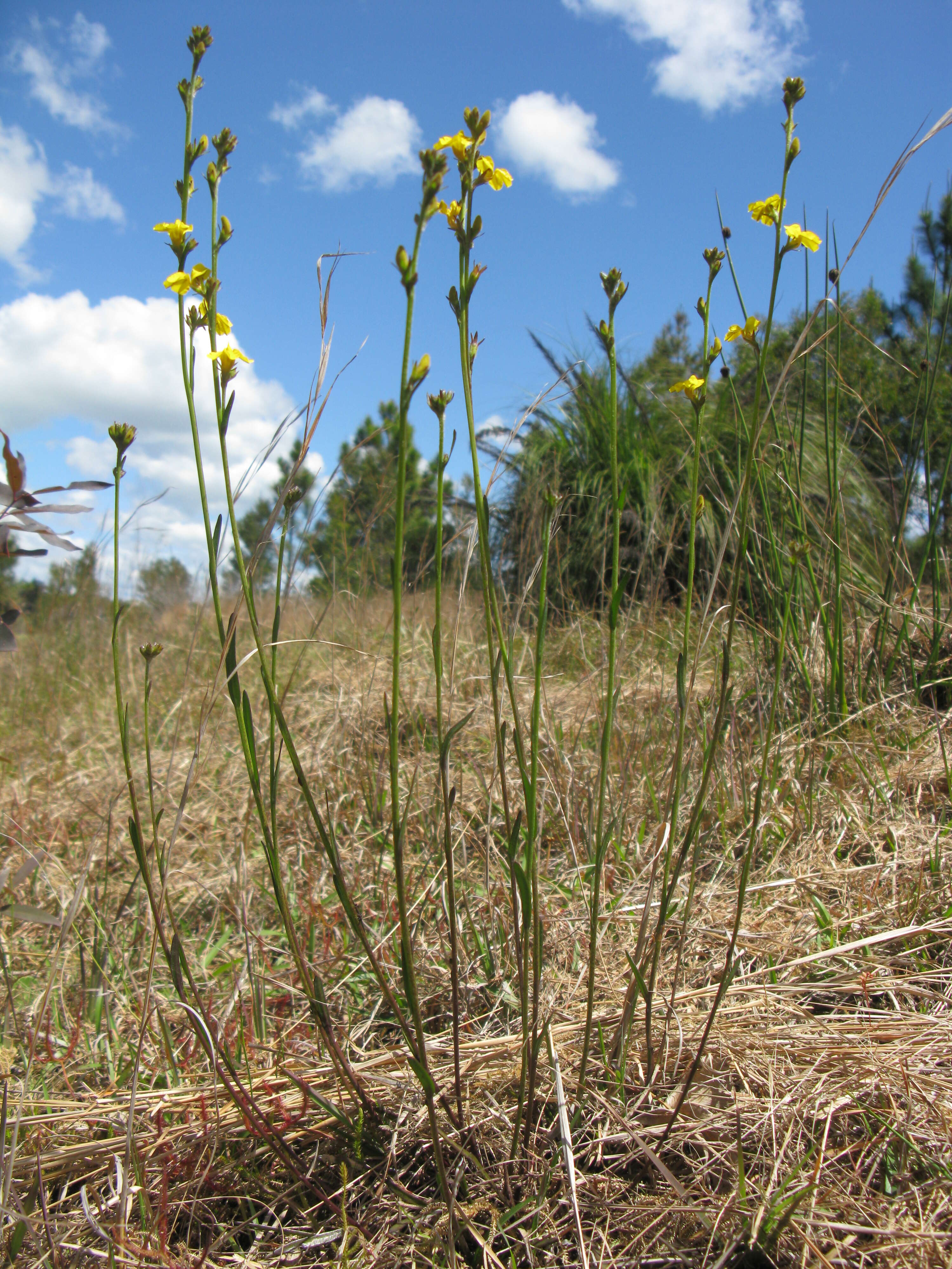 Image of Goodenia stelligera R. Br.