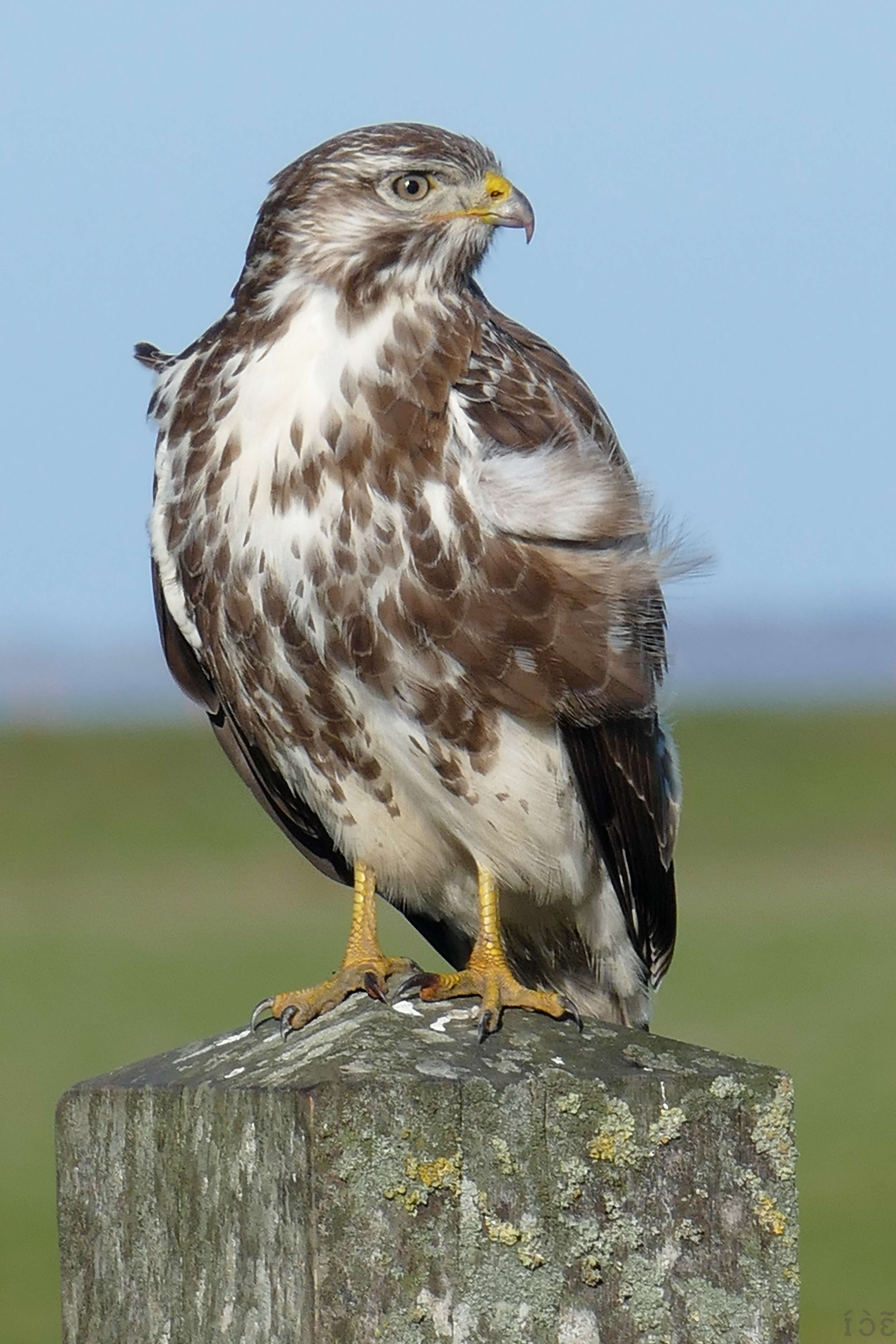 Image of Common Buzzard