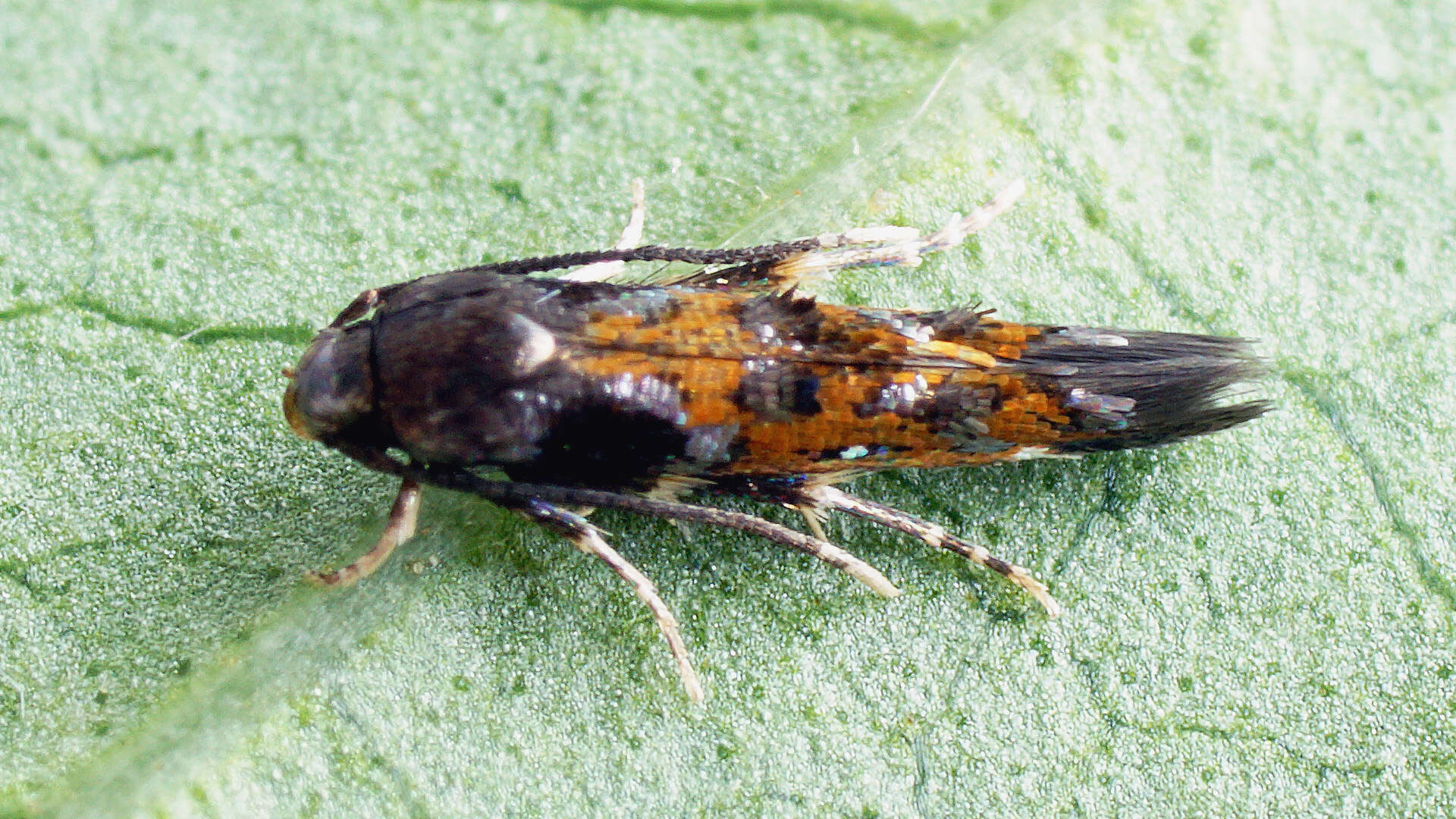 Image of Mompha terminella Westwood