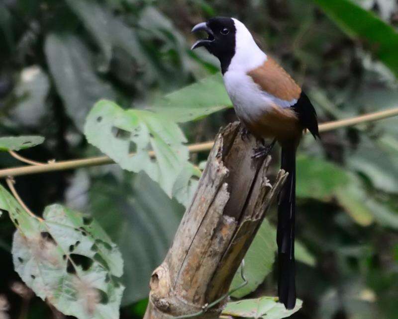 Image of Collared Treepie