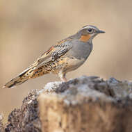 Image of Spotted Quail-thrush