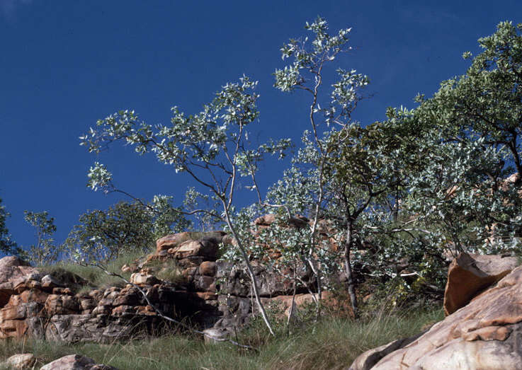 Image of Eucalyptus mooreana Maiden