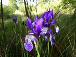 Image of German Iris