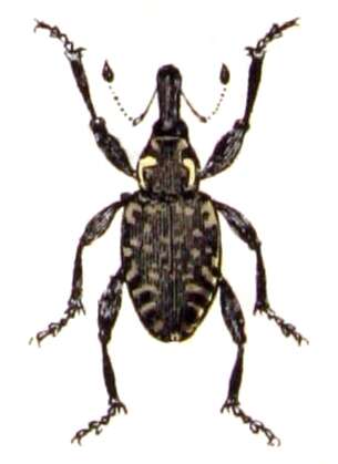 Image of Liparus