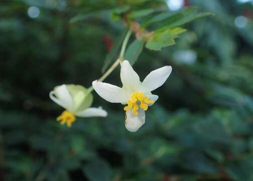 Image of fuchsia begonia