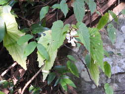 Image of Begonia malabarica Lam.