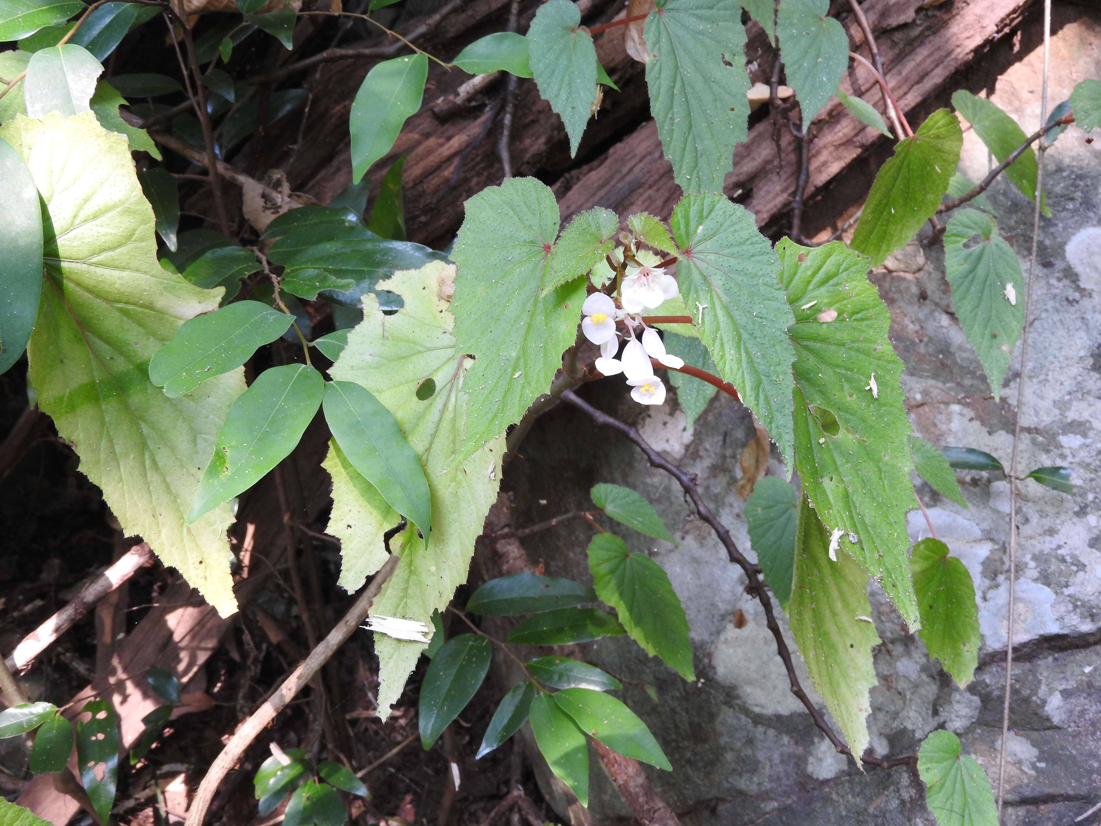 Image of Begonia malabarica Lam.