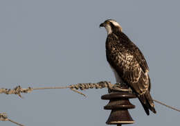 Image of ospreys