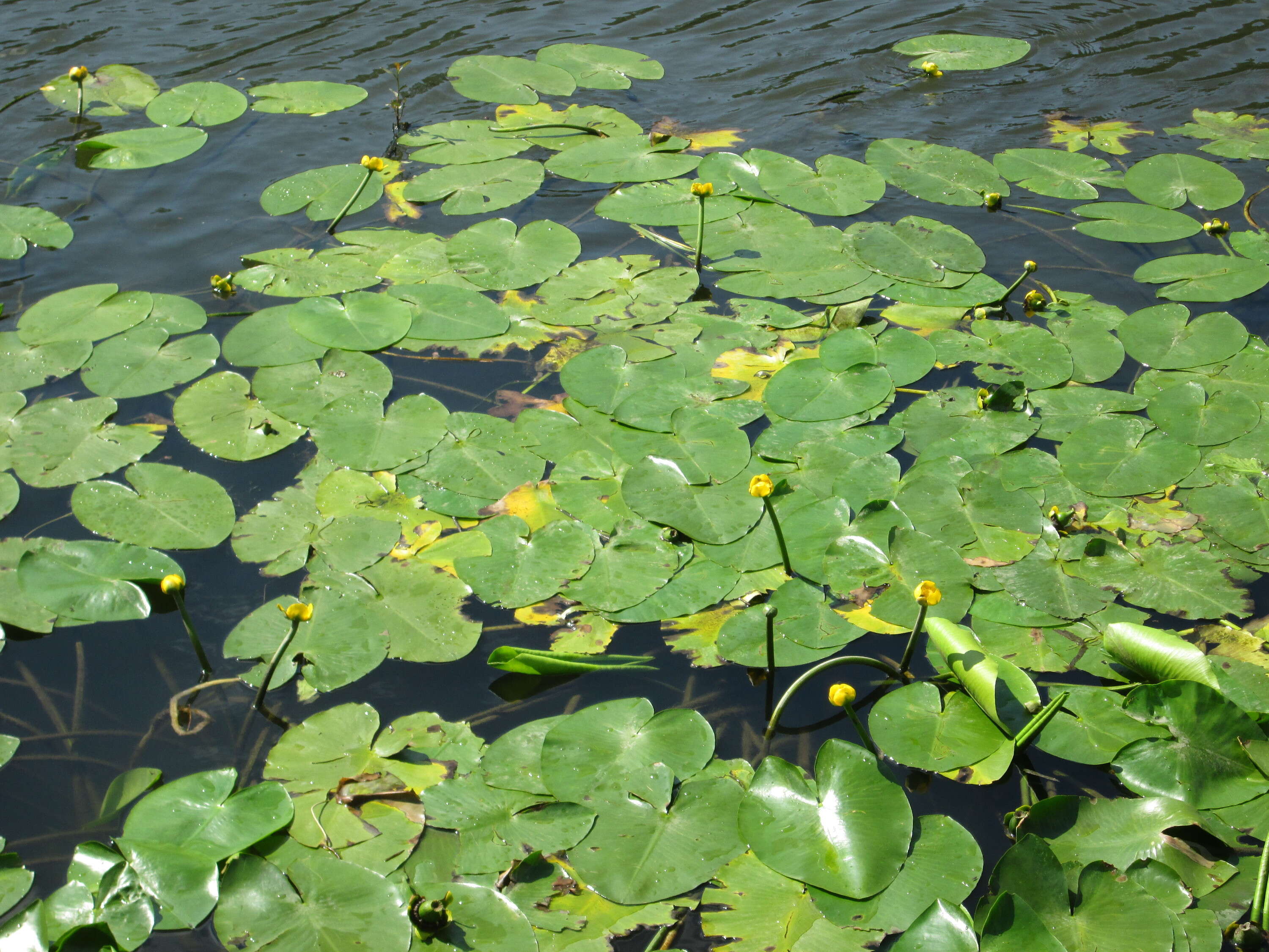 Image of Yellow Water-lily