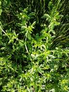 Image of Bushy Cinquefoil