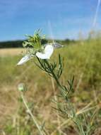 Nigella arvensis L. resmi