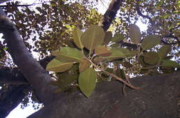 Image of Port Jackson fig