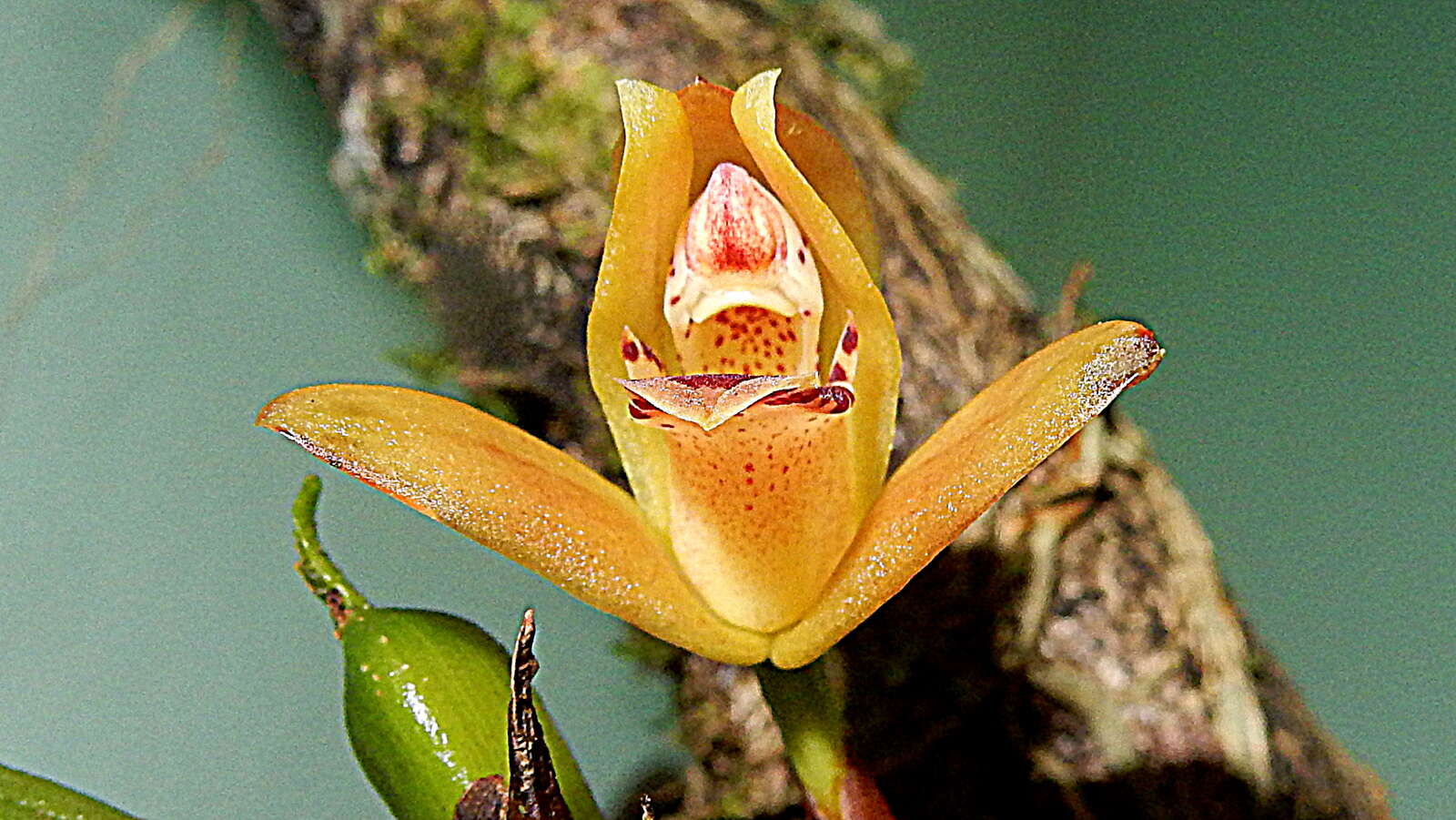 Imagem de Maxillaria rufescens Lindl.