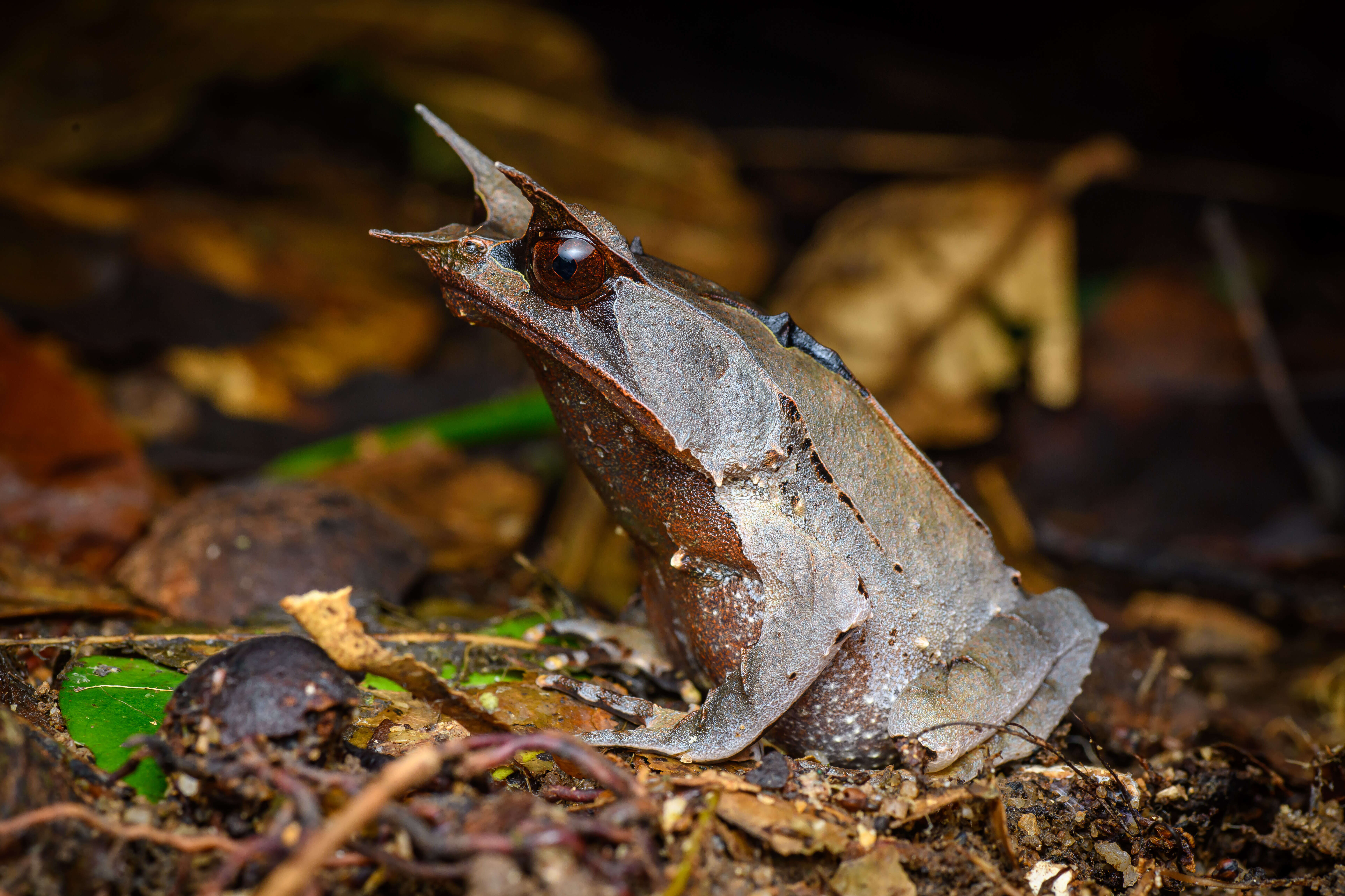 Image de Megophrys nasuta (Schlegel 1858)