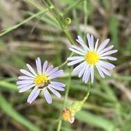 Image of Lawn American-Aster