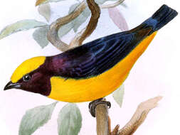 Imagem de Euphonia saturata (Cabanis 1861)