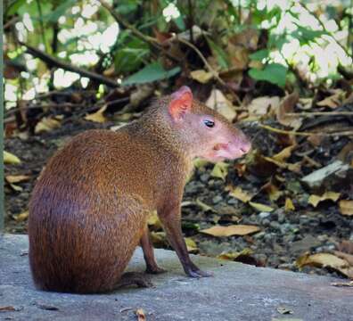 Image of Central American Agouti