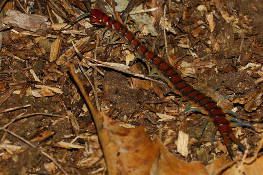 Image of Giant centipede