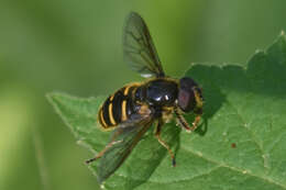 Image of Sericomyia chalcopyga Loew 1863