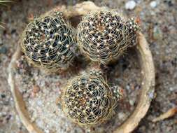 Image of Echinopsis arachnacantha (Buining & F. Ritter) H. Friedrich