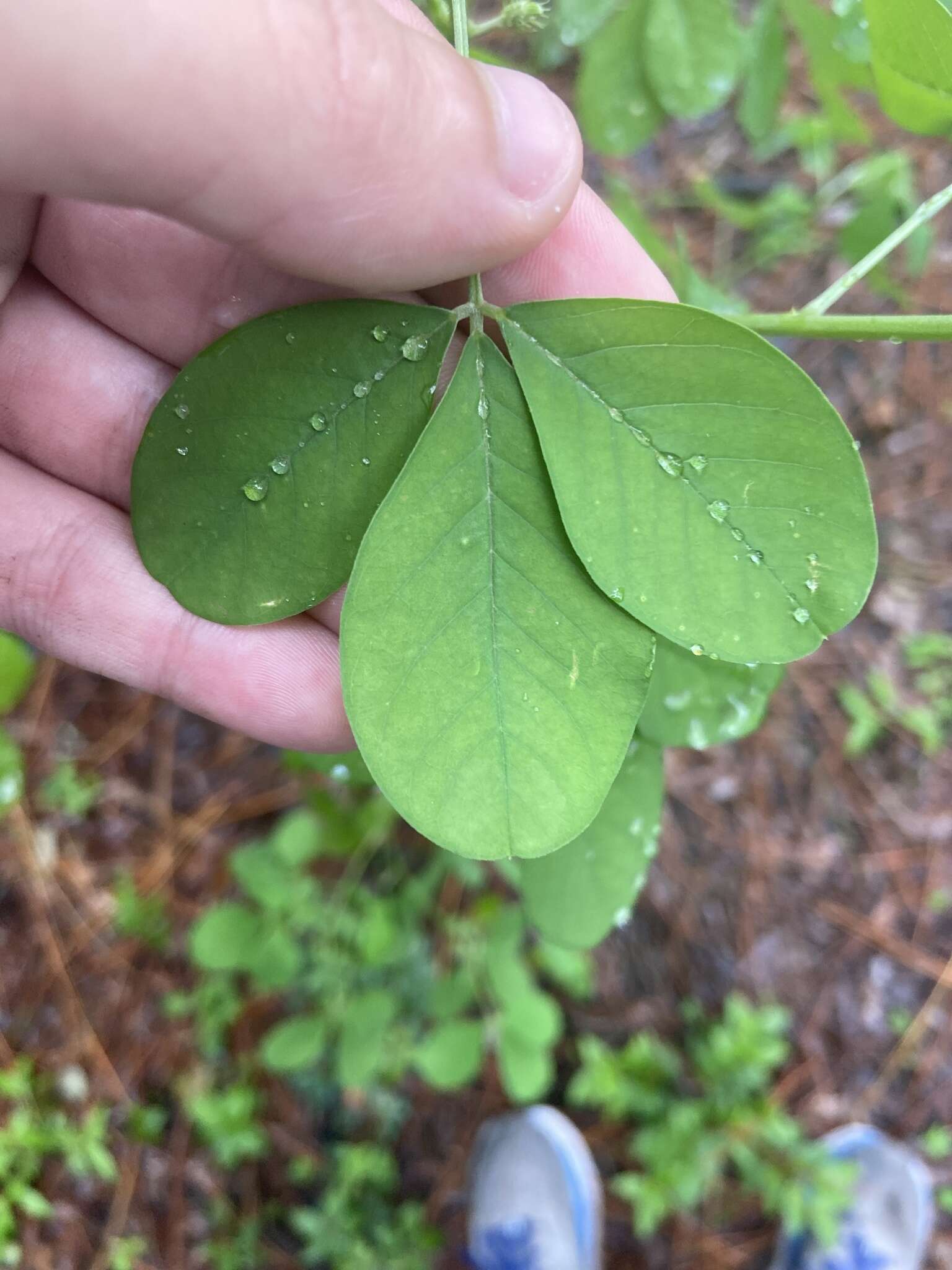 Image of smooth rattlebox