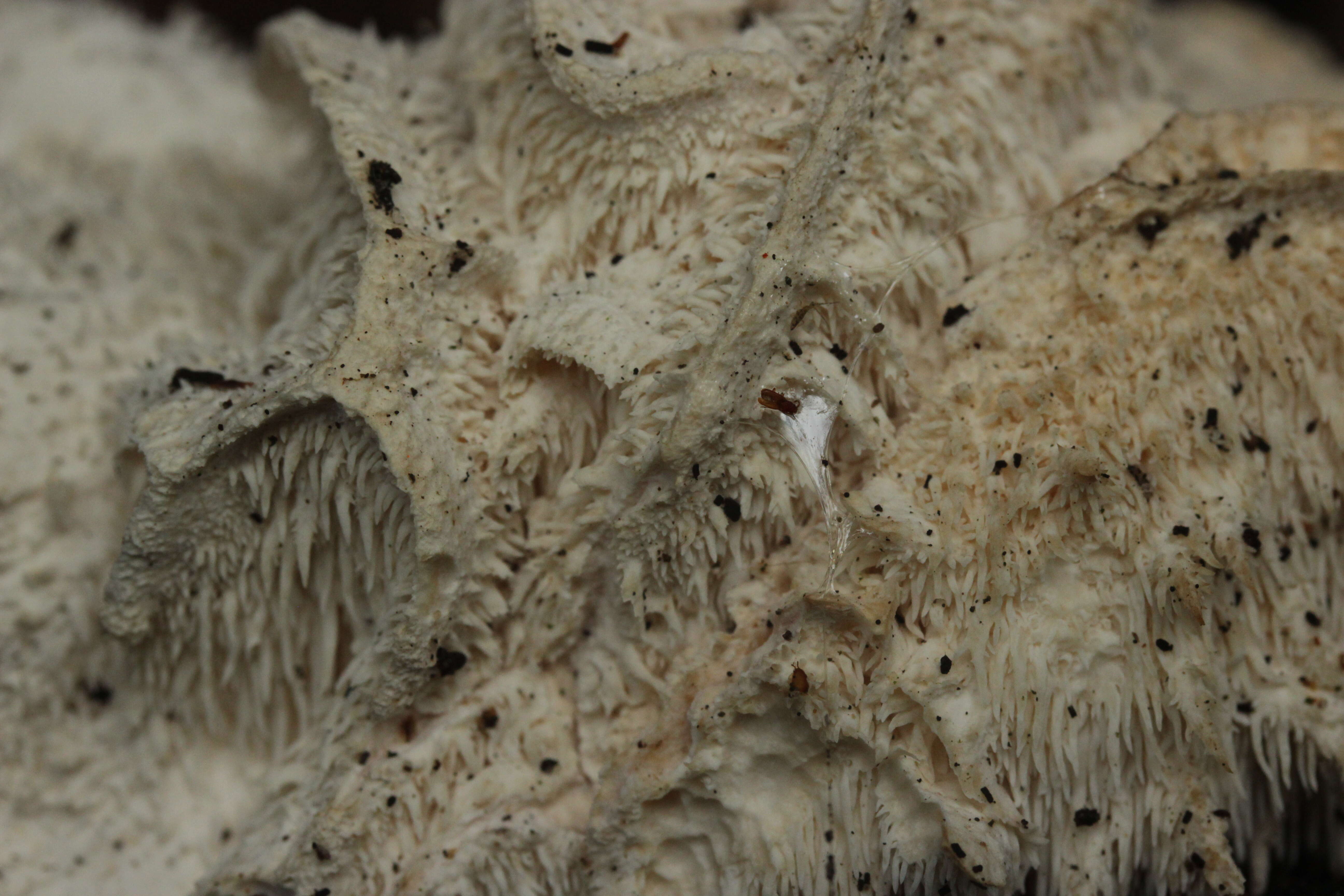 Image of Hericium cirrhatum (Pers.) Nikol. 1950