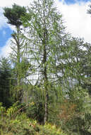 Image of Sikkim Larch