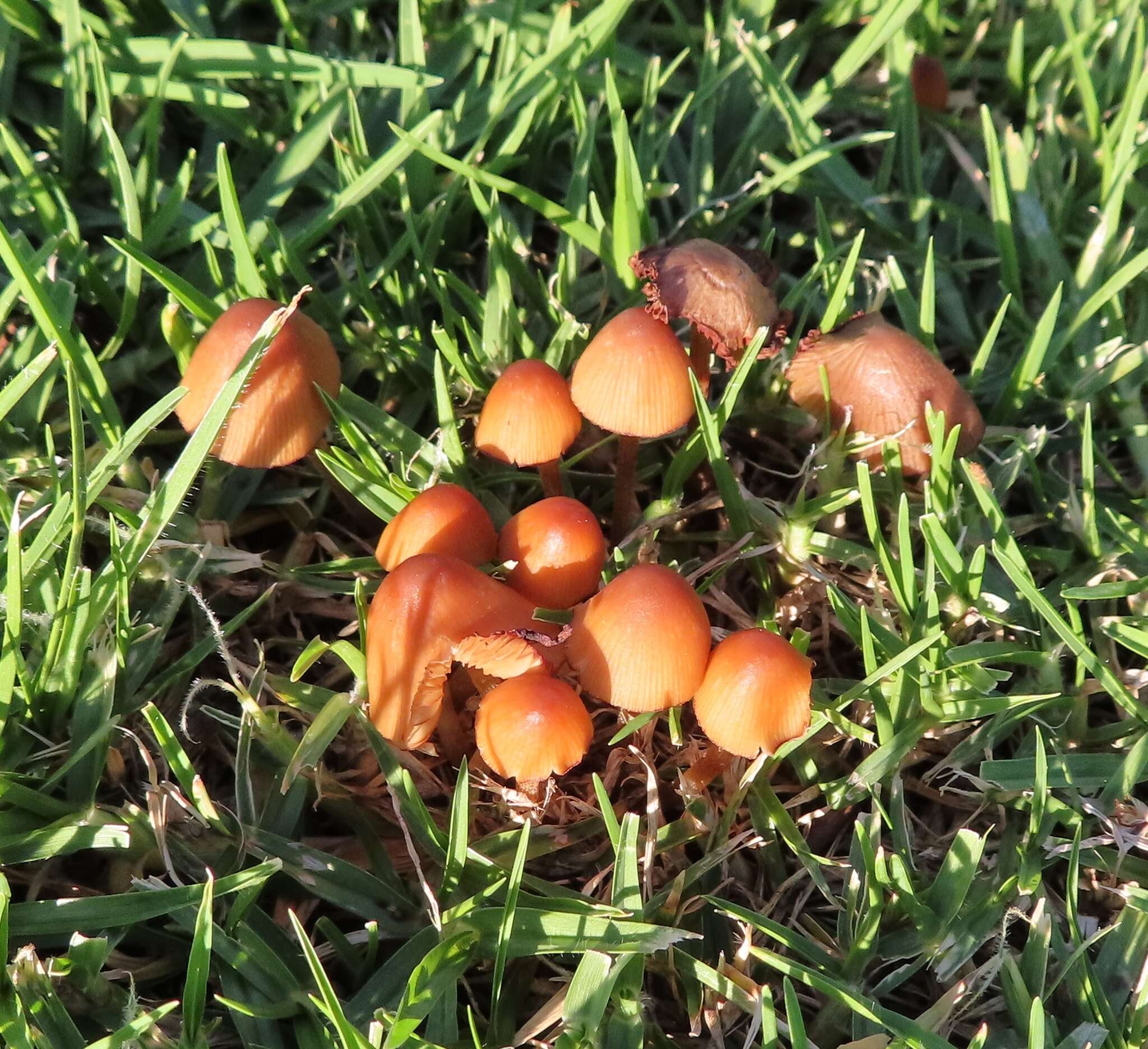 Imagem de Conocybe tenera (Schaeff.) Fayod 1889