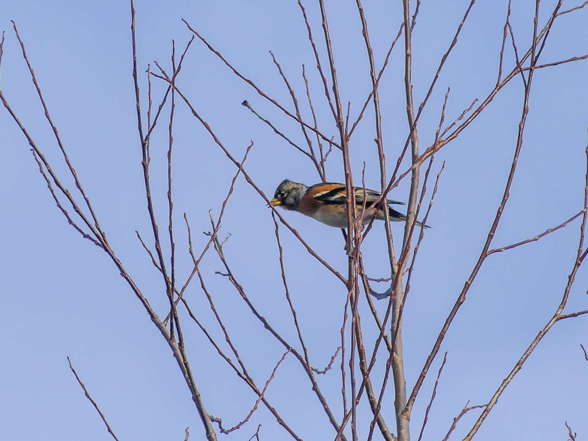 Image of Brambling