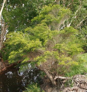 Image de Leptospermum neglectum J. Thompson