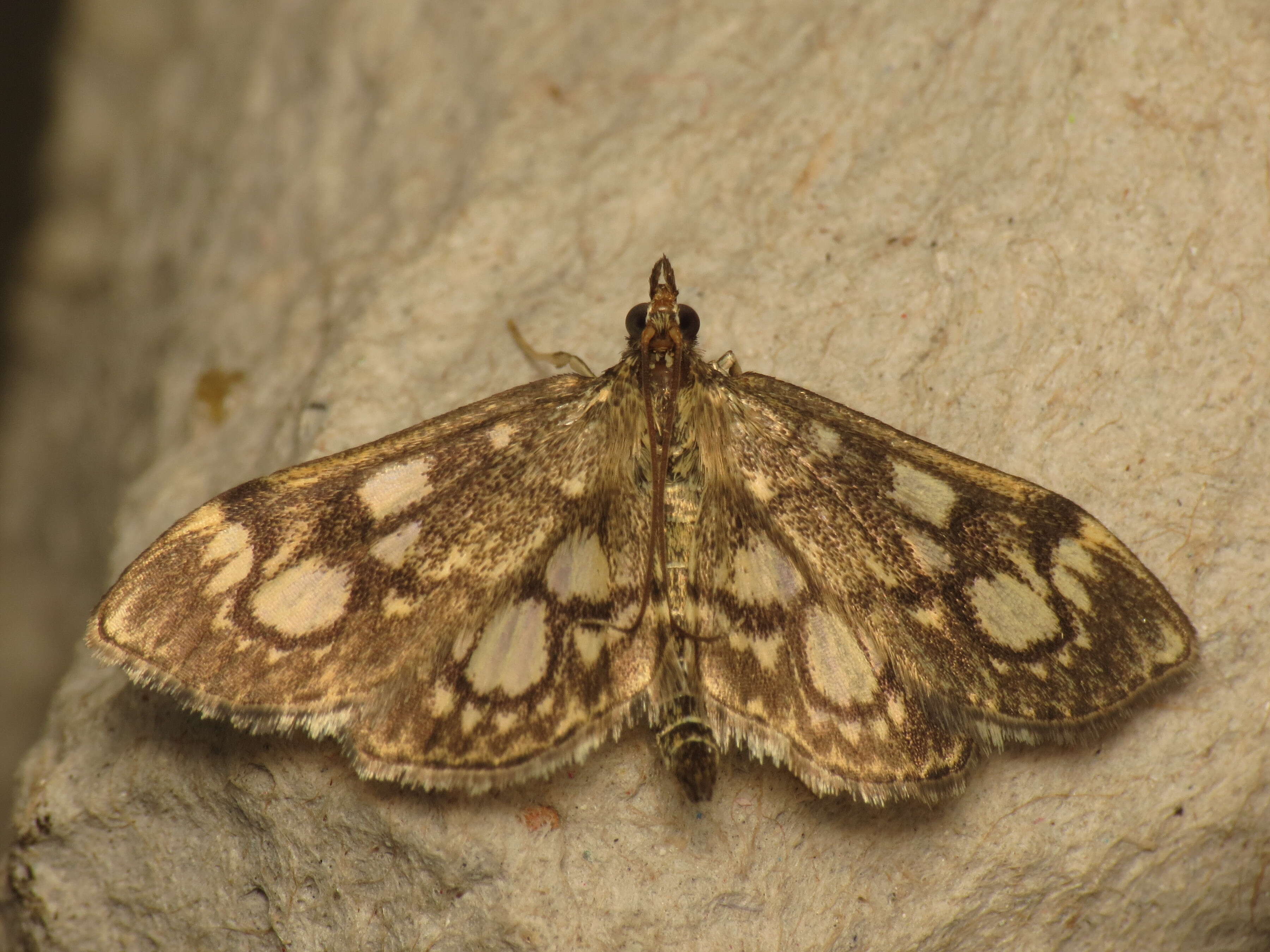 Слика од Anania coronata