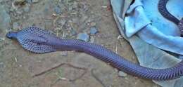 Image of Indian cobra