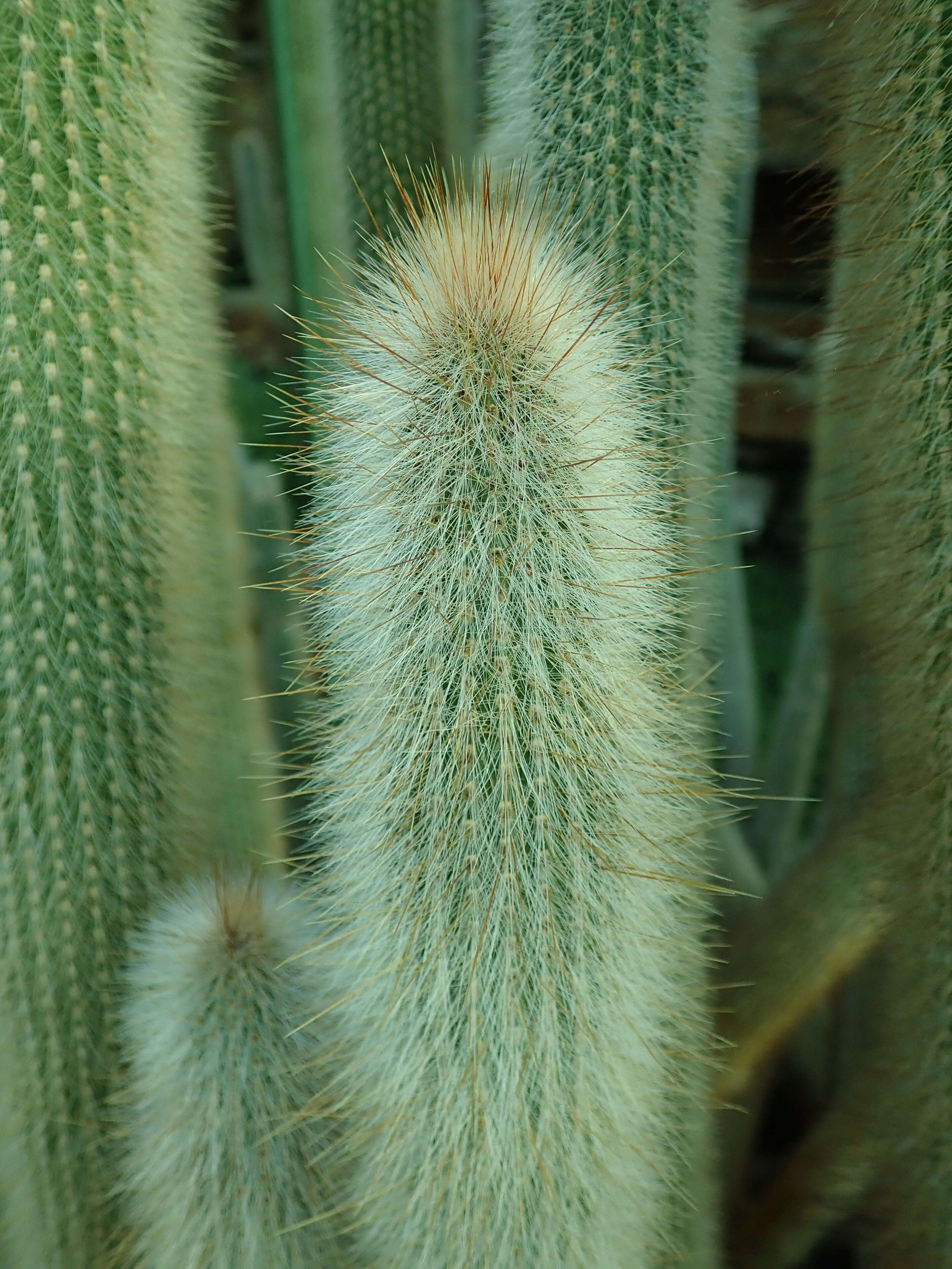 Image of Cleistocactus hyalacanthus (K. Schum.) Rol.-Goss.