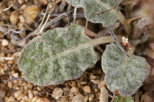 Imagem de Eriogonum thurberi Torr.