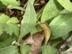 Image of Puccinia mariae-wilsoniae Clinton 1873