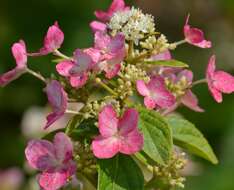 Image of panicled hydrangea