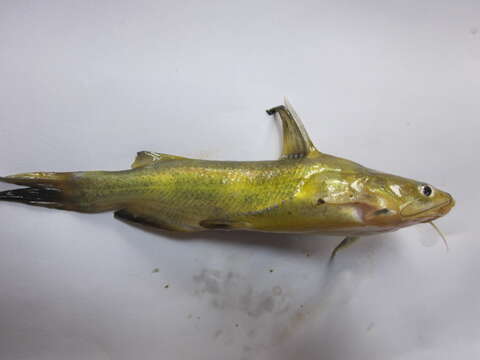 Image of Yellow catfish