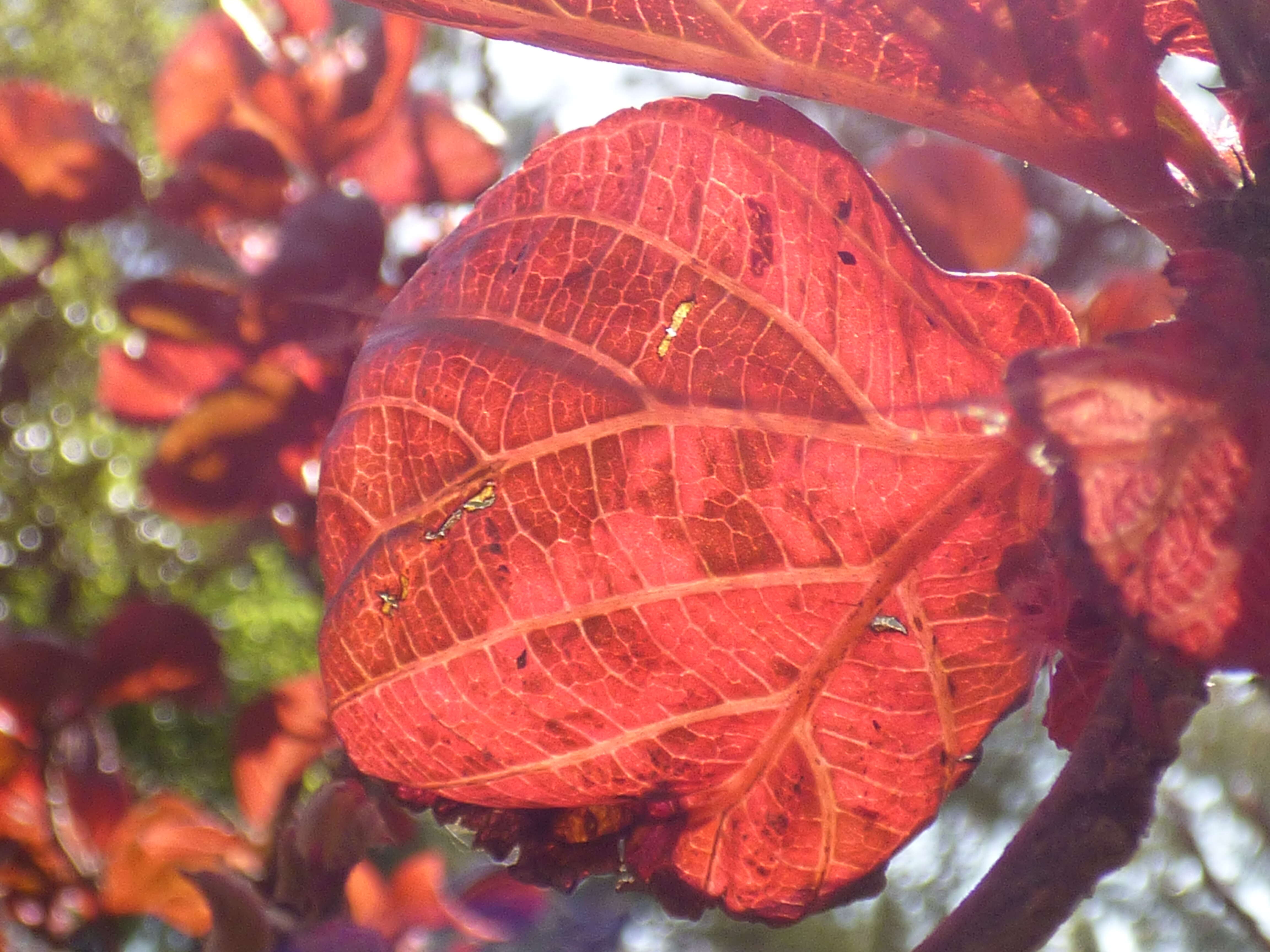 Image de Acalypha wilkesiana Müll. Arg.