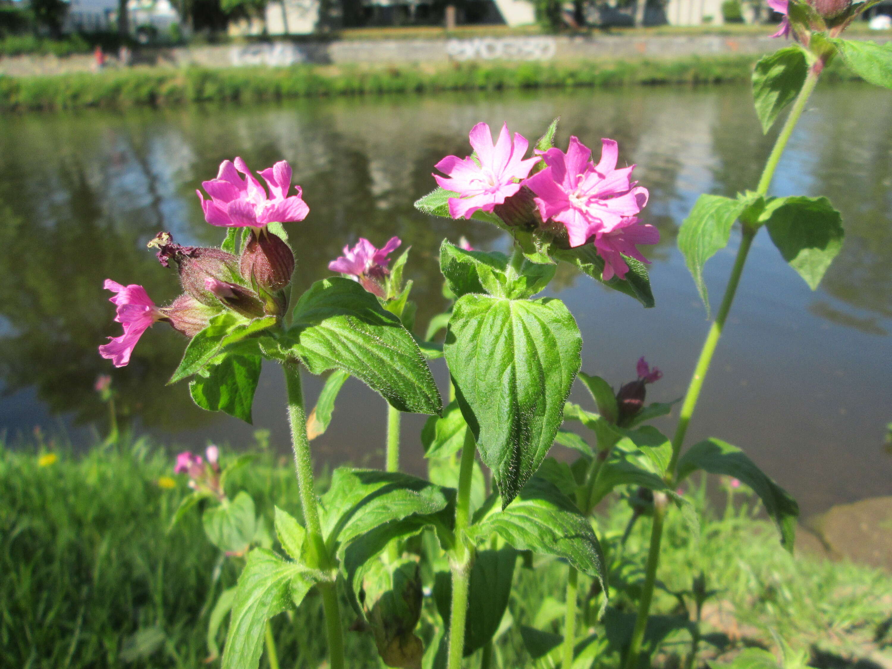 صورة Silene dioica (L.) Clairv.