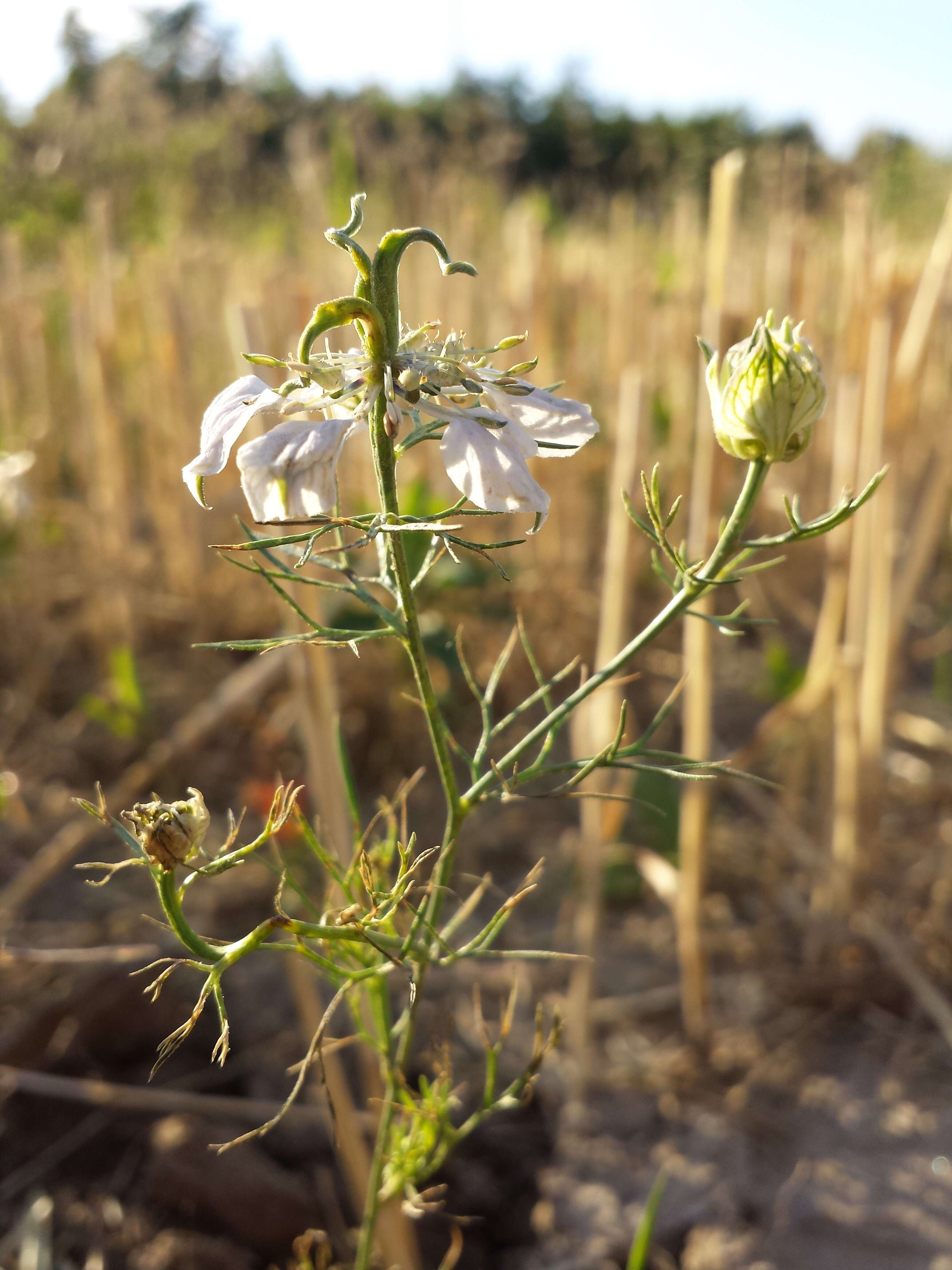 Nigella arvensis L. resmi