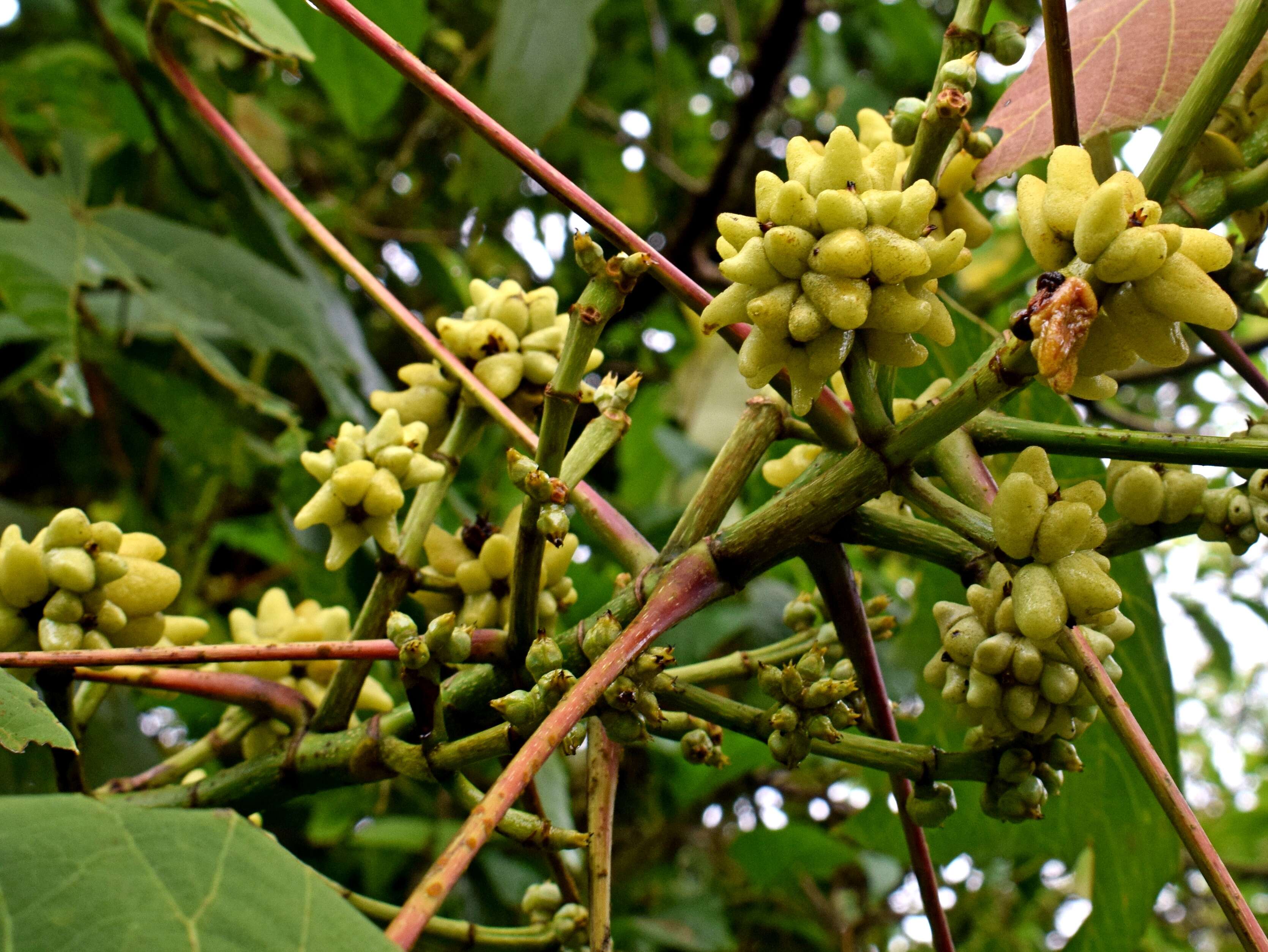 Image of Macaranga triloba (Thunb.) Müll. Arg.