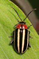 Image of Pigweed Flea Beetle