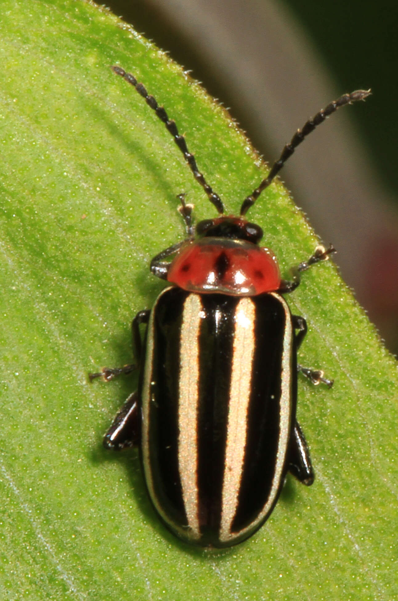 Image of Pigweed Flea Beetle