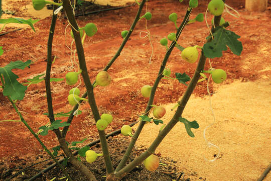 Plancia ëd Ficus carica L.