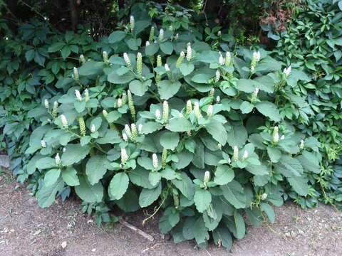 Image of Phytolacca acinosa Roxb.