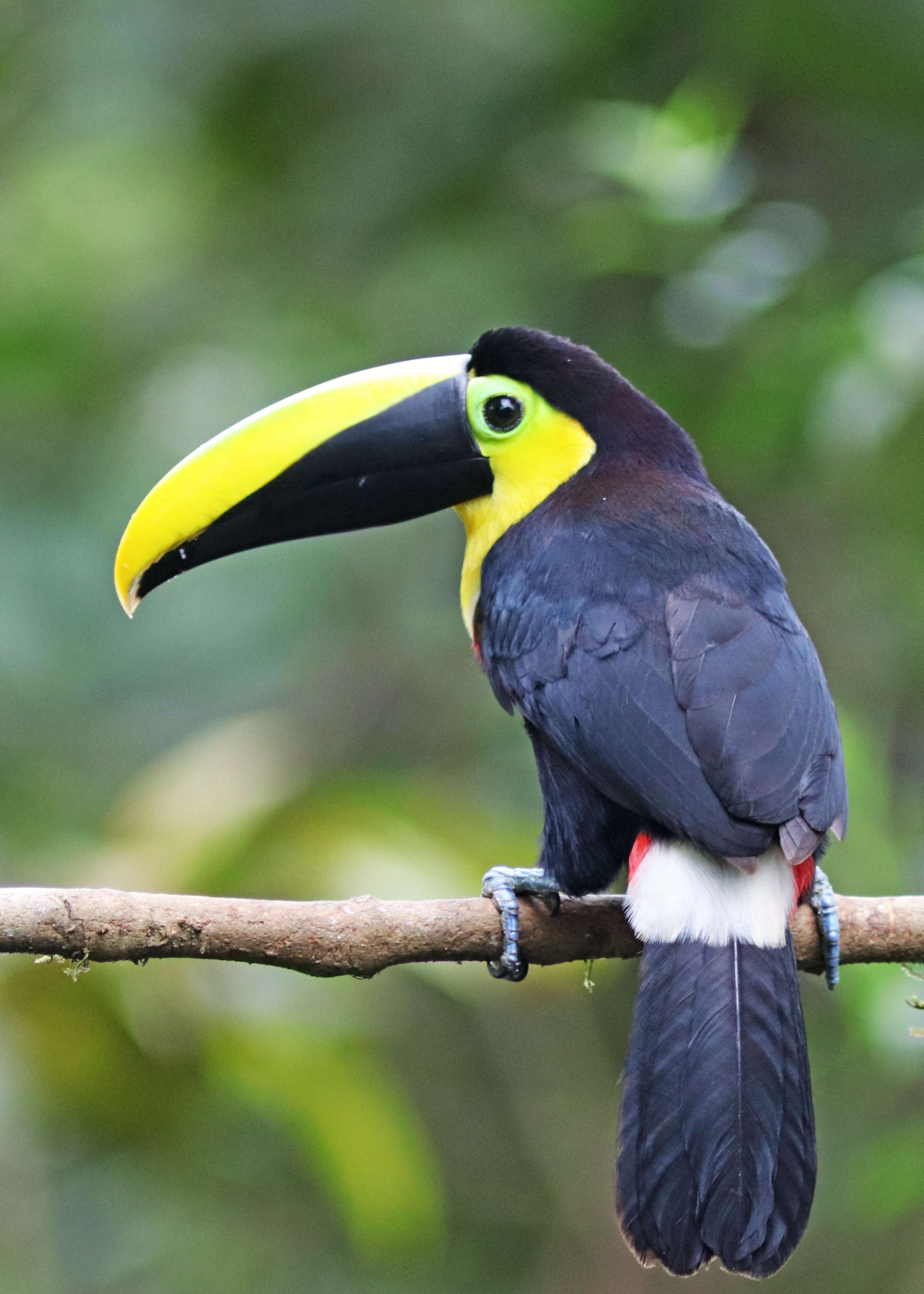 Image of Choco Toucan