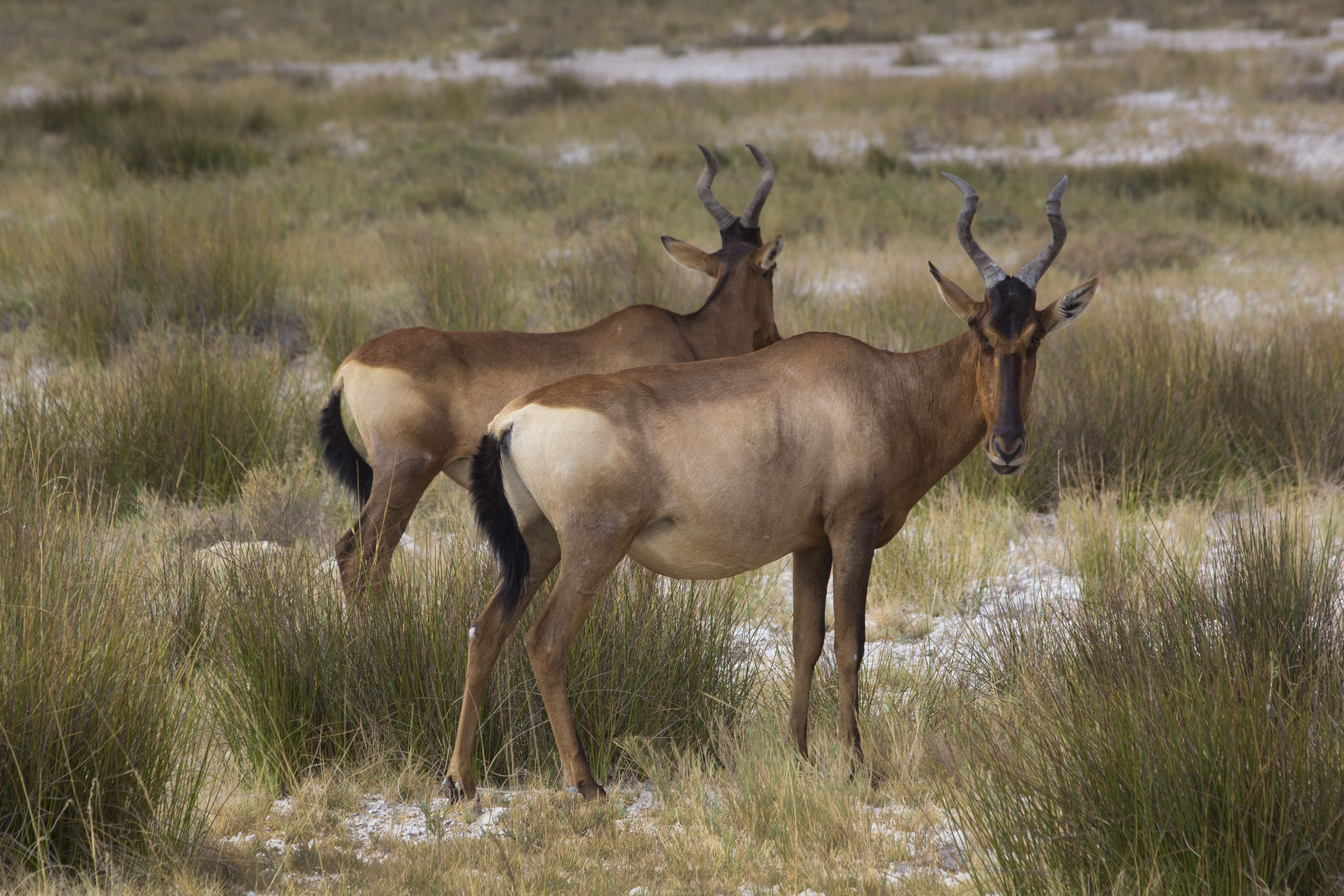 Image of Alcelaphus buselaphus caama